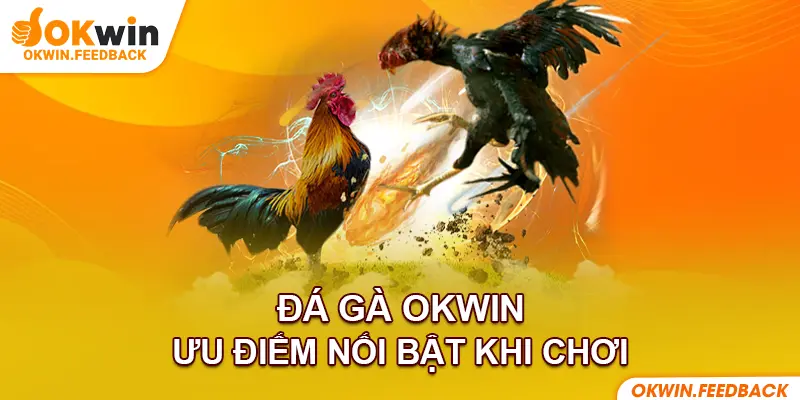 Người chơi cá cược đá gà OKWIN có thể rút tiền nhanh chóng